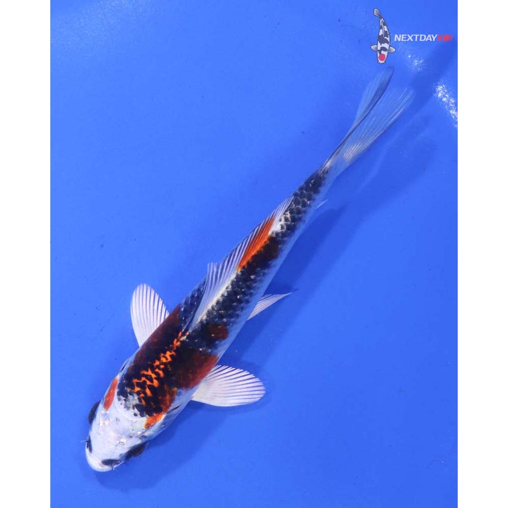 4.5” Imported Kujaku