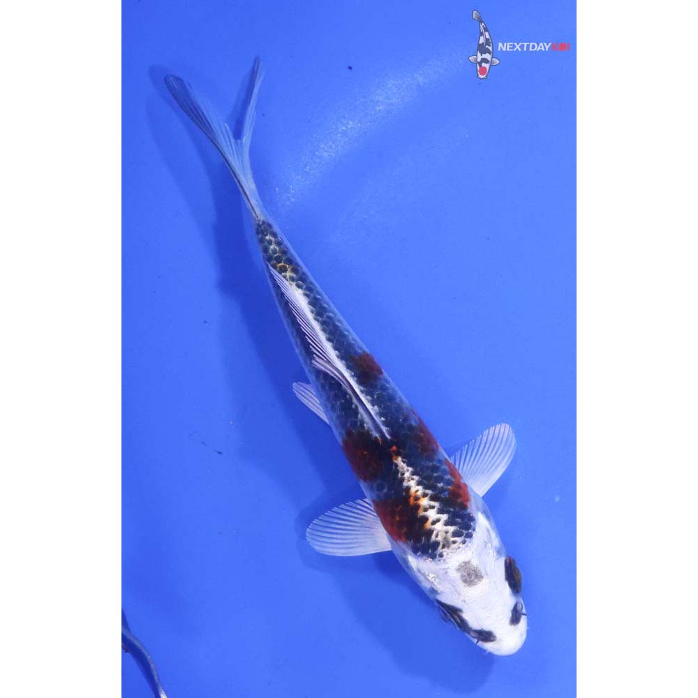 4.5” Imported Kujaku