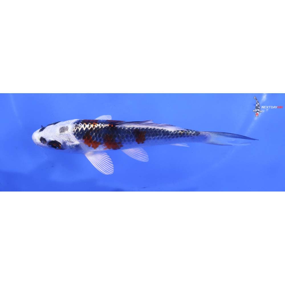 4.5” Imported Kujaku