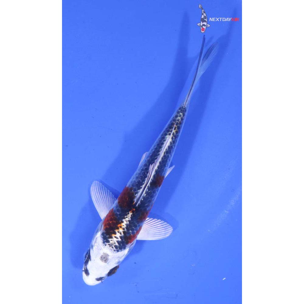4.5” Imported Kujaku