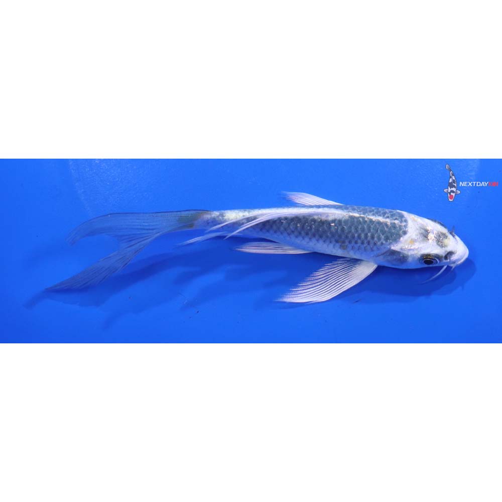 5” Imported Kujaku Butterfly Koi