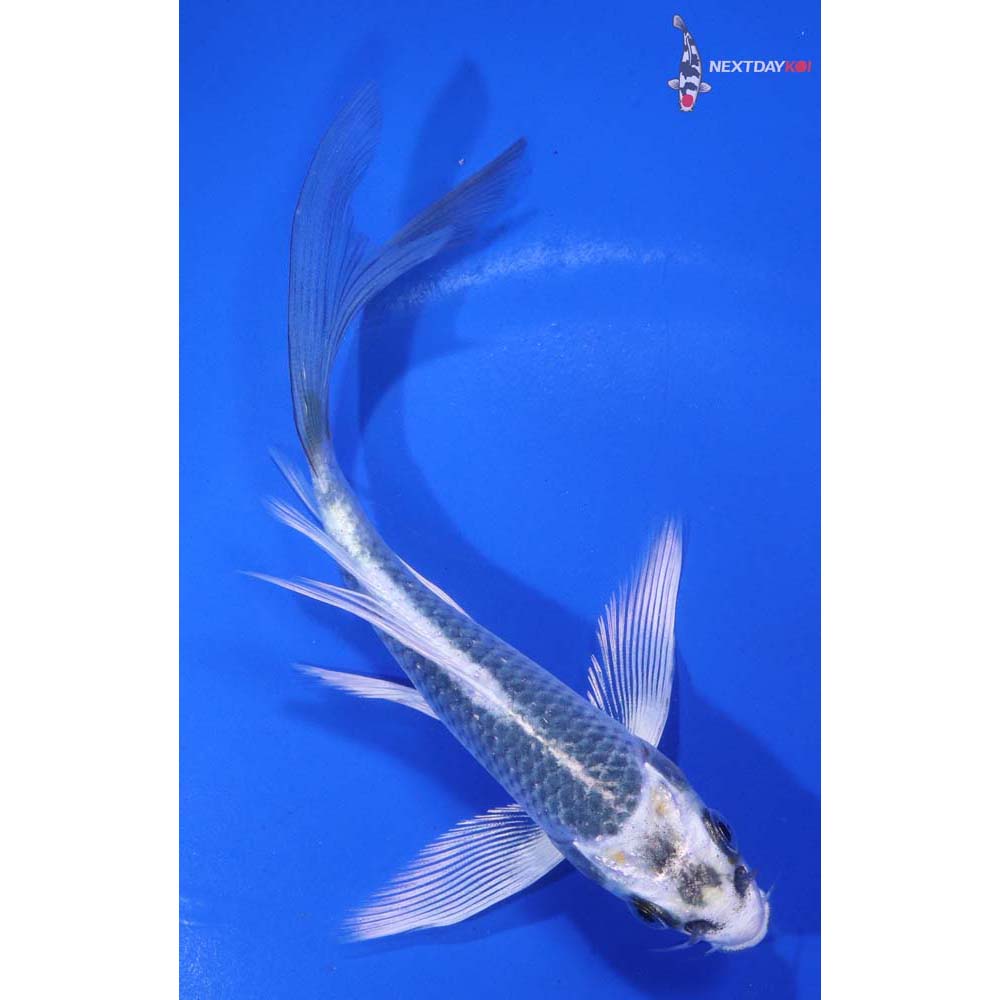 5” Imported Kujaku Butterfly Koi