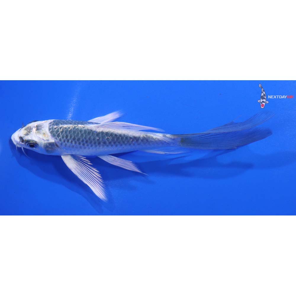 5” Imported Kujaku Butterfly Koi