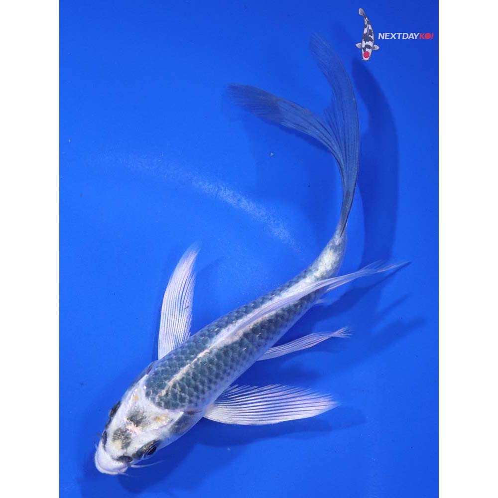 5” Imported Kujaku Butterfly Koi