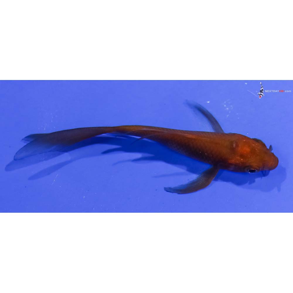 3.5” Imported Chagoi Butterfly Koi