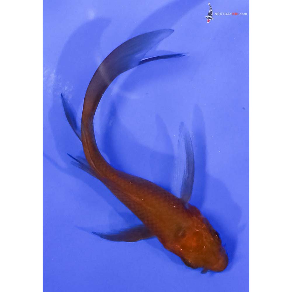 3.5” Imported Chagoi Butterfly Koi