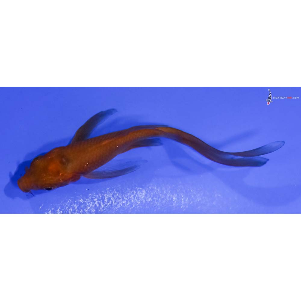 3.5” Imported Chagoi Butterfly Koi