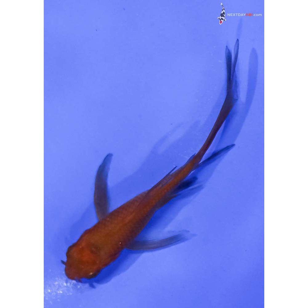 3.5” Imported Chagoi Butterfly Koi