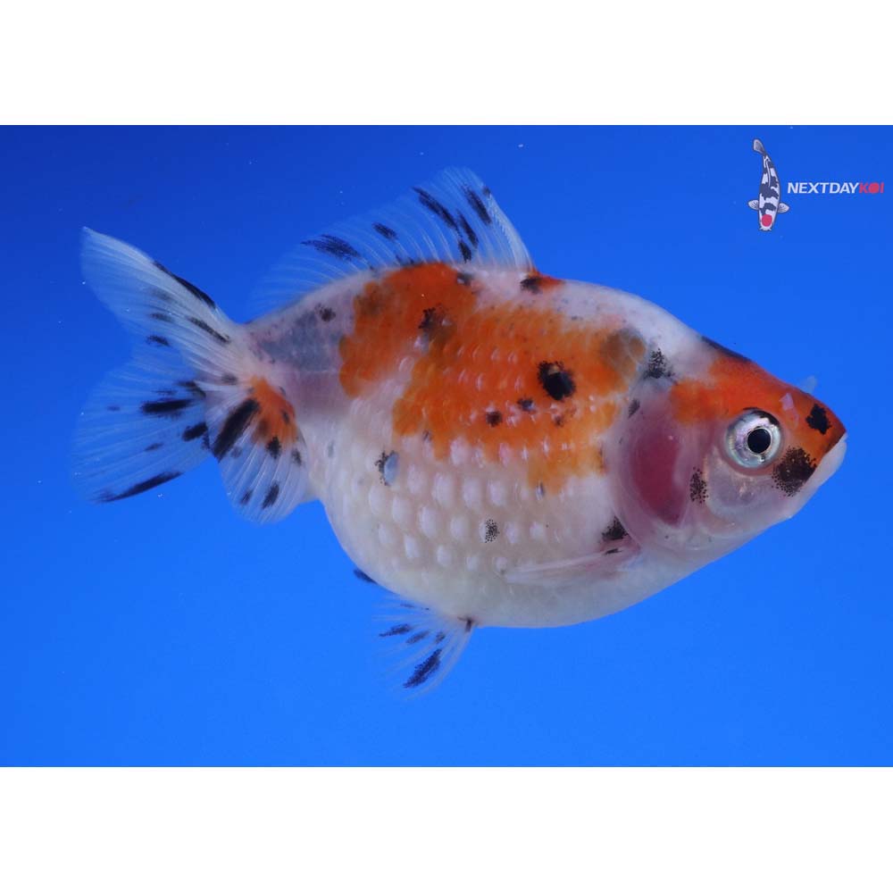 3” Imported Male Calico Pearlscale