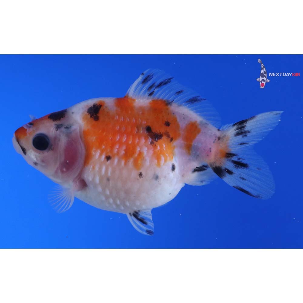 3” Imported Male Calico Pearlscale