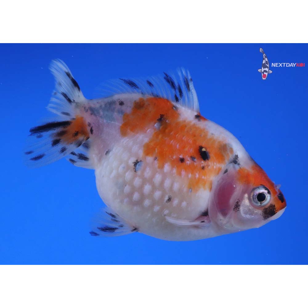 3” Imported Male Calico Pearlscale