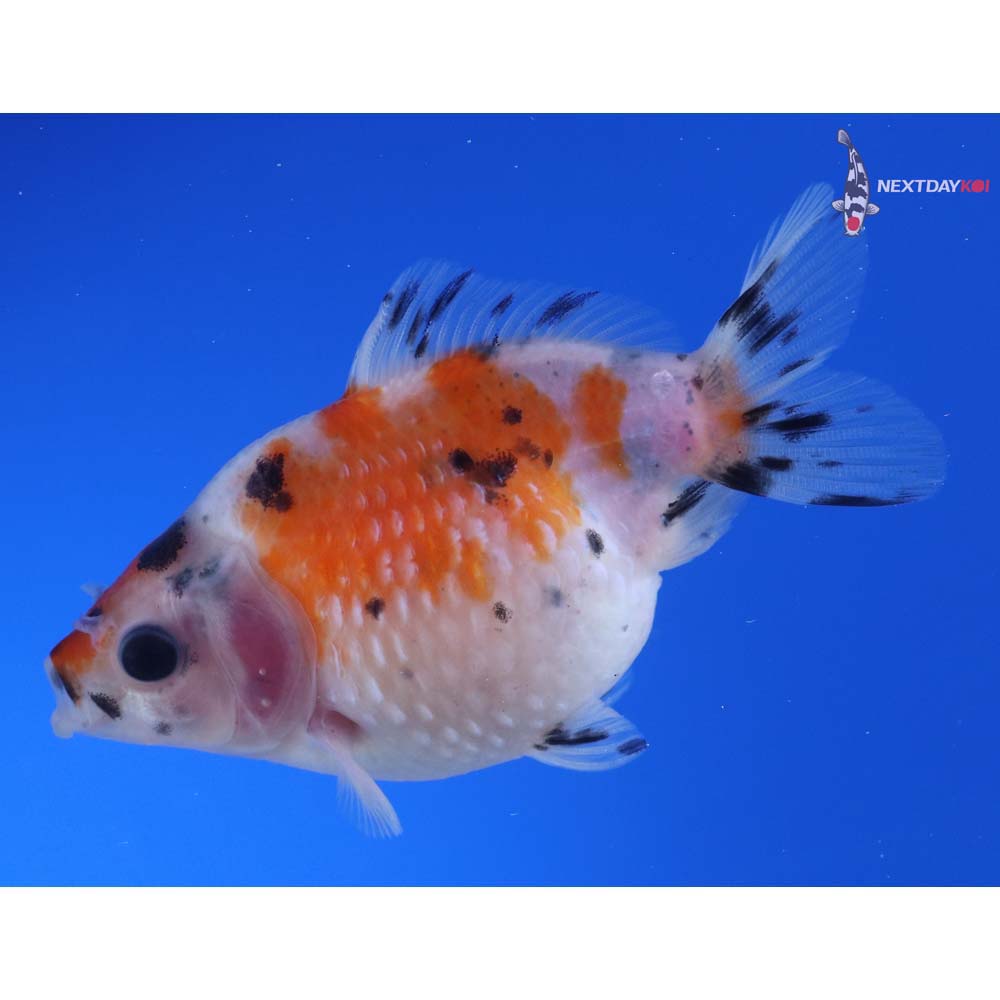 3” Imported Male Calico Pearlscale