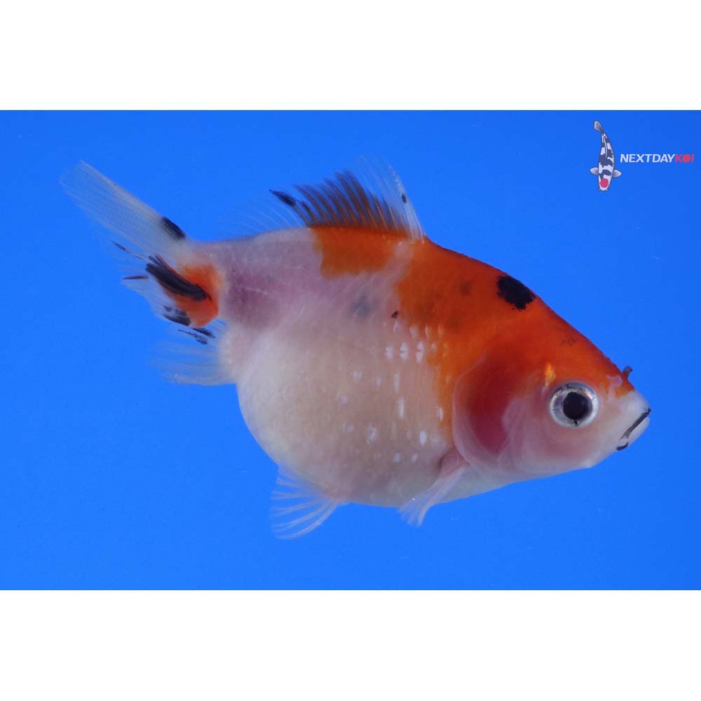 3” Imported Calico Pearlscale