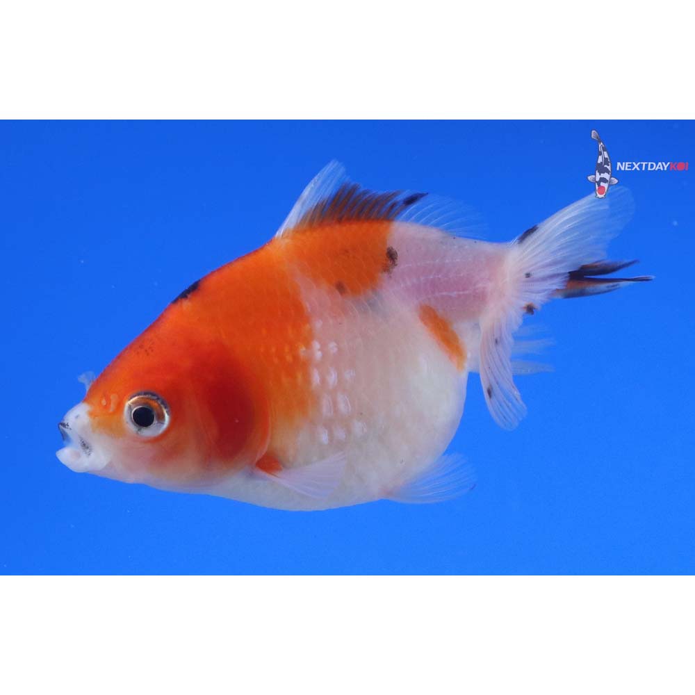 3” Imported Calico Pearlscale