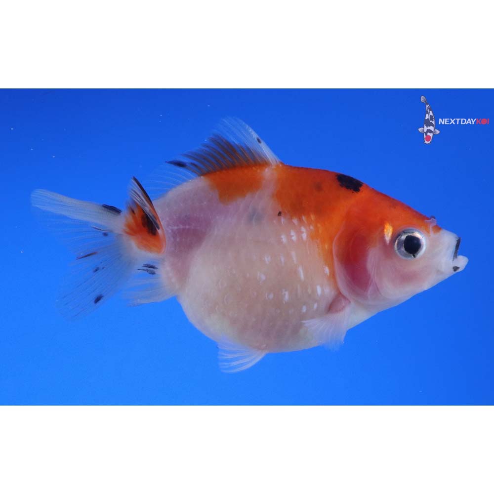 3” Imported Calico Pearlscale