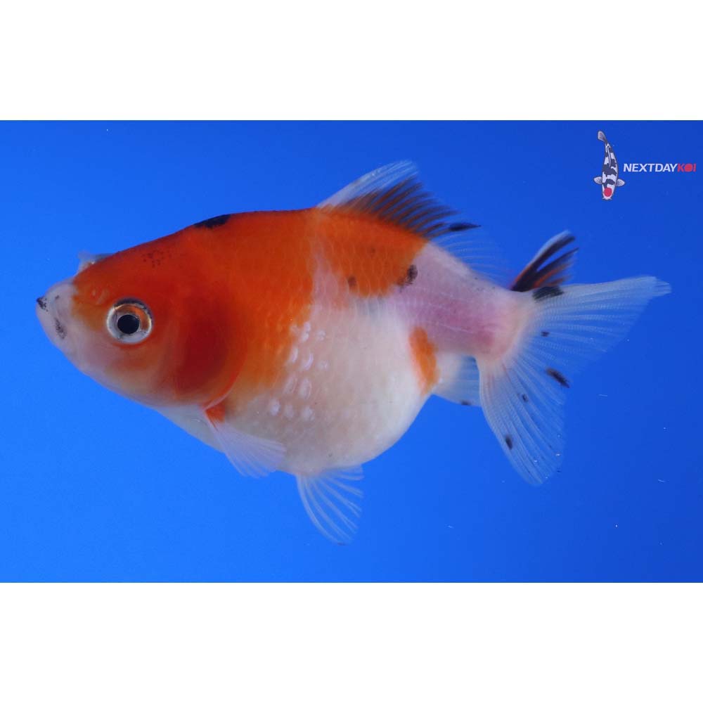 3” Imported Calico Pearlscale