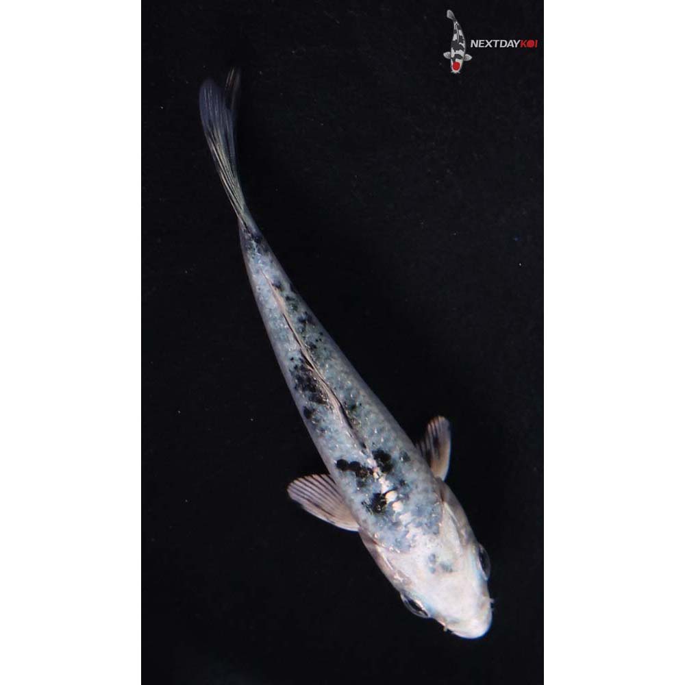 3.5” Imported Gin Shiro Bekko