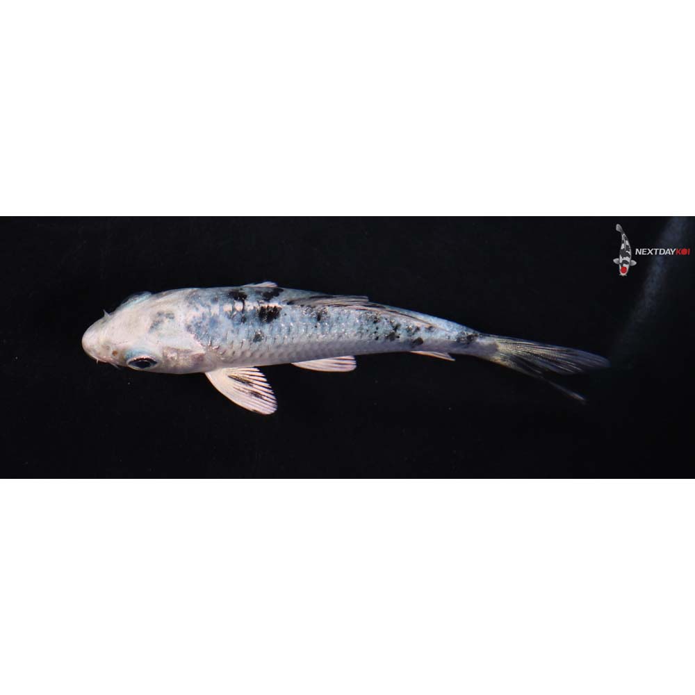 3.5” Imported Gin Shiro Bekko