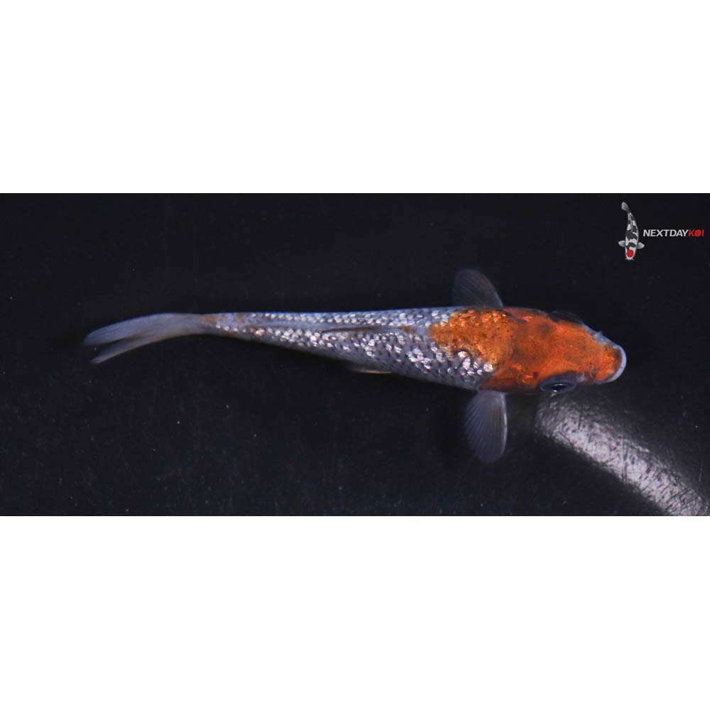 3.5” Imported Gin Rin Ochiba Shigure