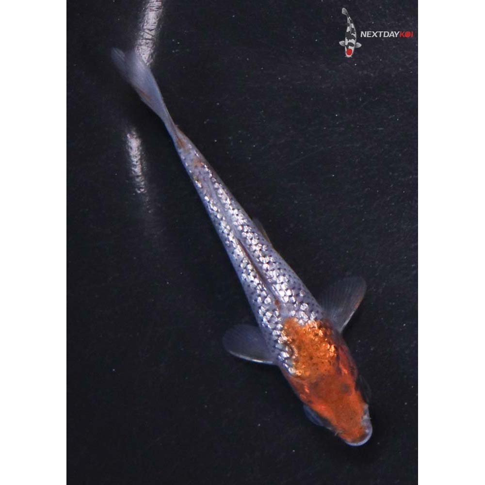 3.5” Imported Gin Rin Ochiba Shigure