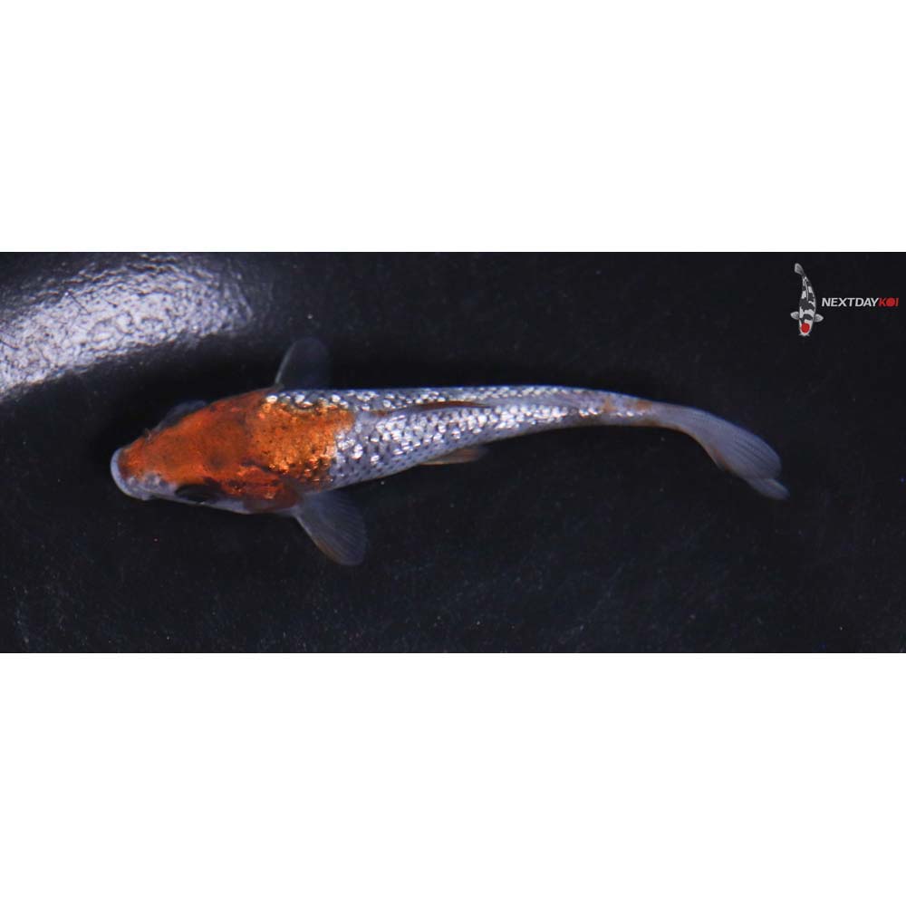 3.5” Imported Gin Rin Ochiba Shigure
