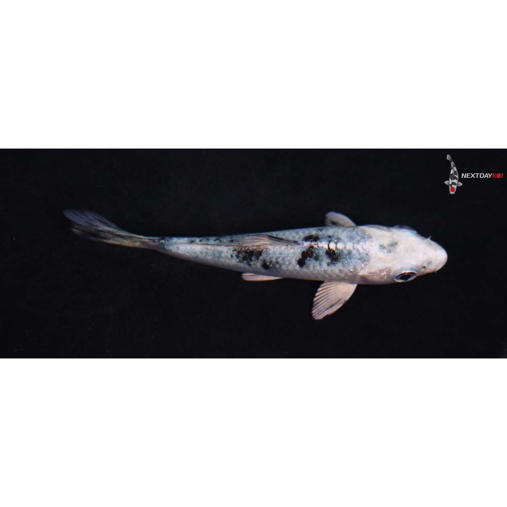 3.5” Imported Gin Shiro Bekko