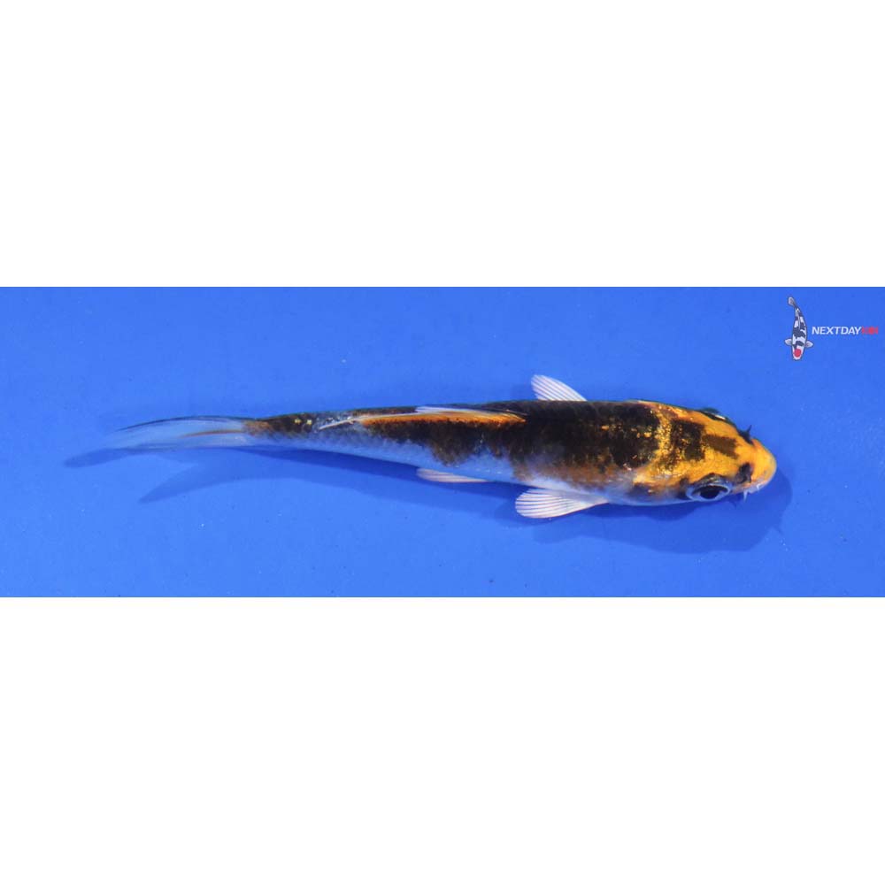 3.5” Imported Kujaku