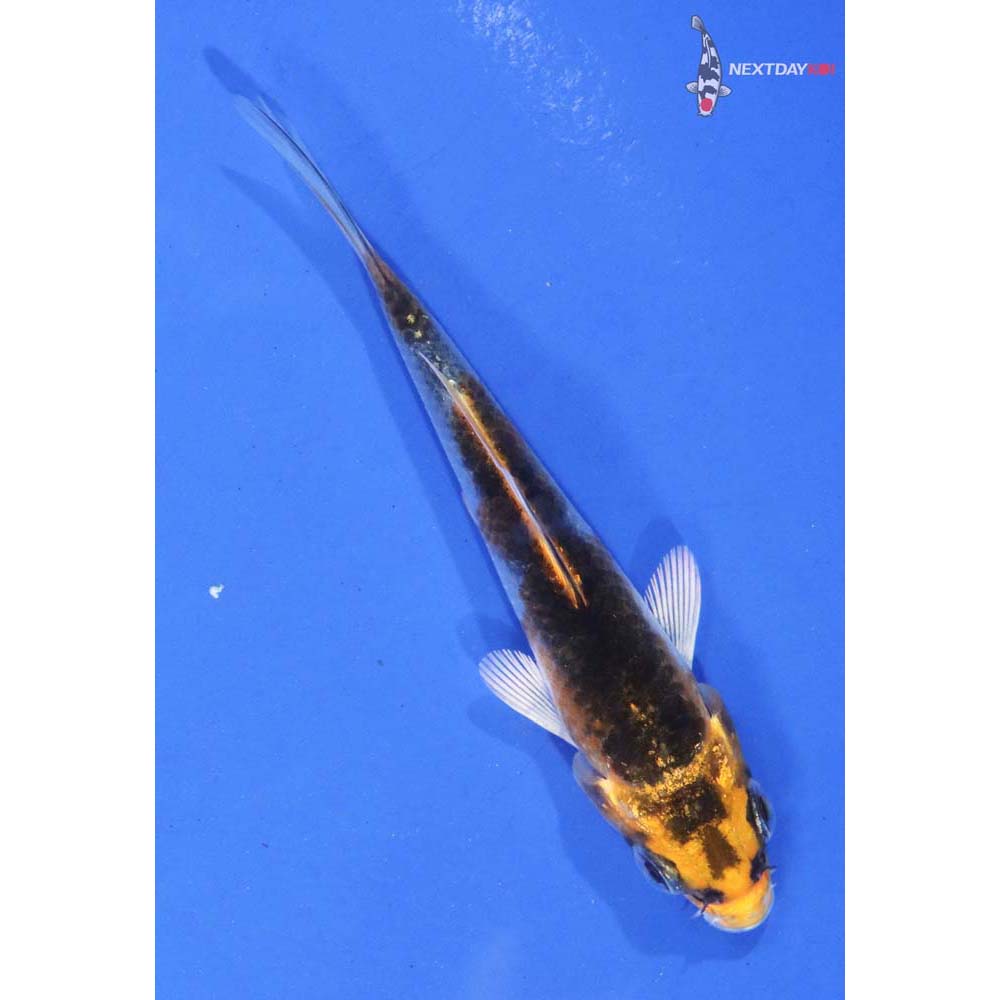 3.5” Imported Kujaku
