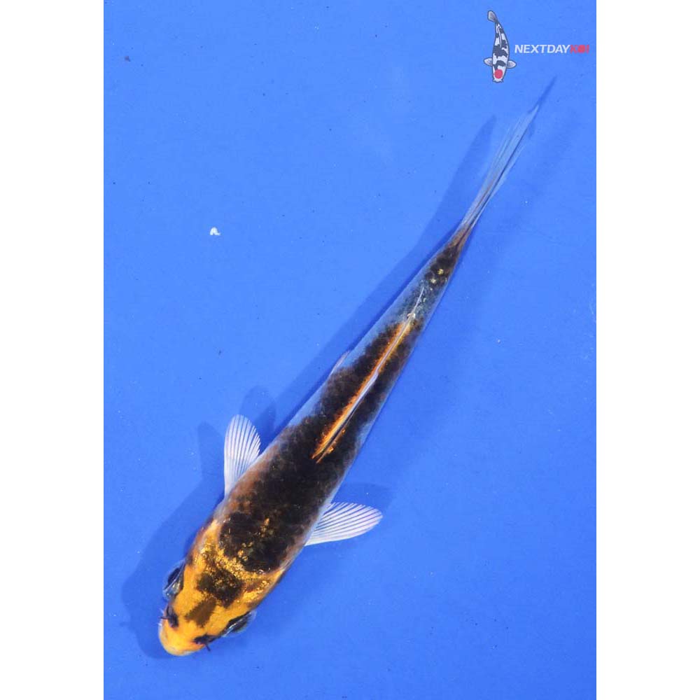 3.5” Imported Kujaku
