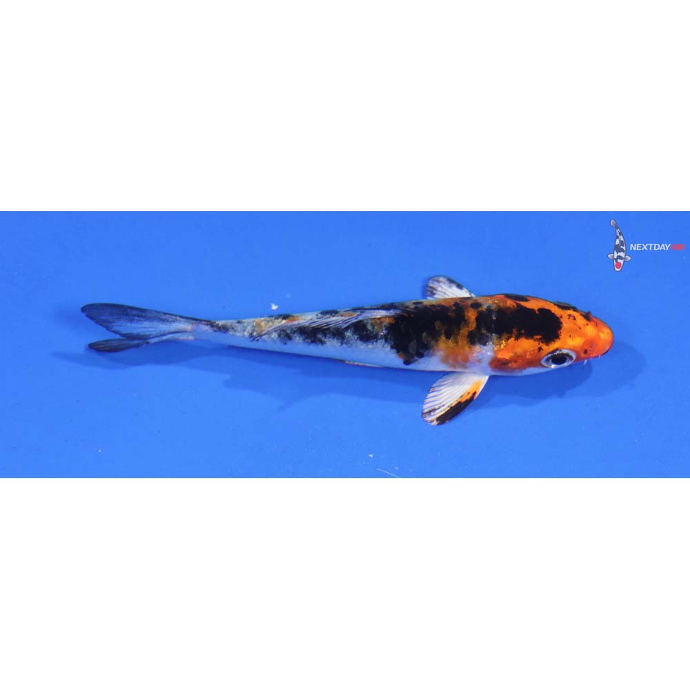 3.5” Imported Yamato Nishiki