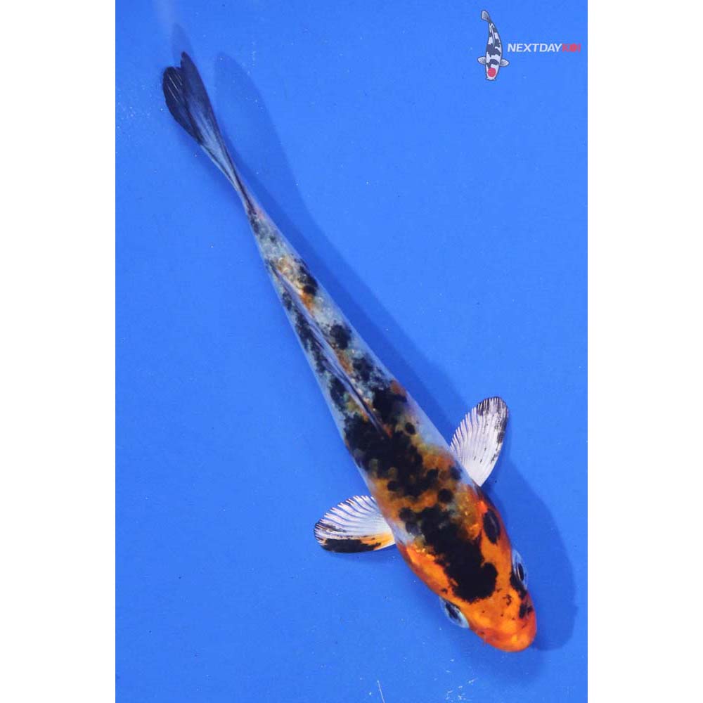 3.5” Imported Yamato Nishiki