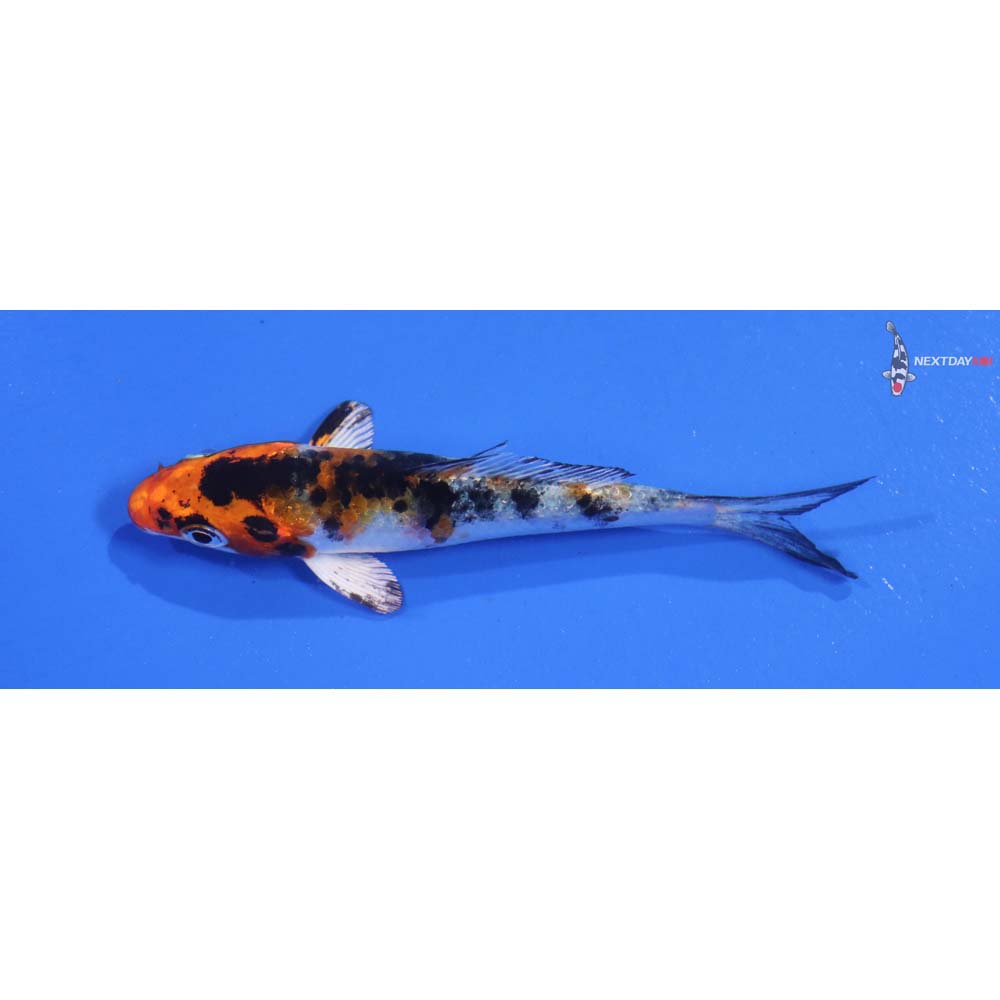 3.5” Imported Yamato Nishiki