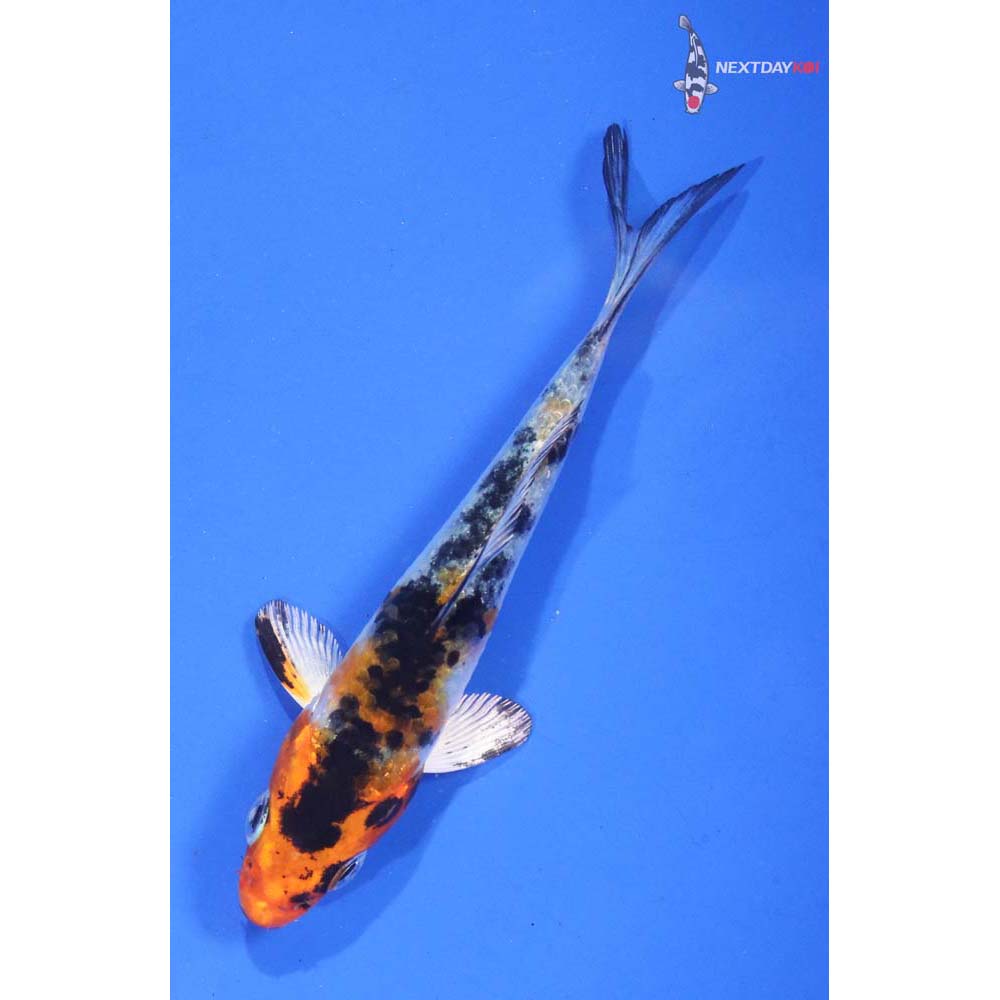 3.5” Imported Yamato Nishiki