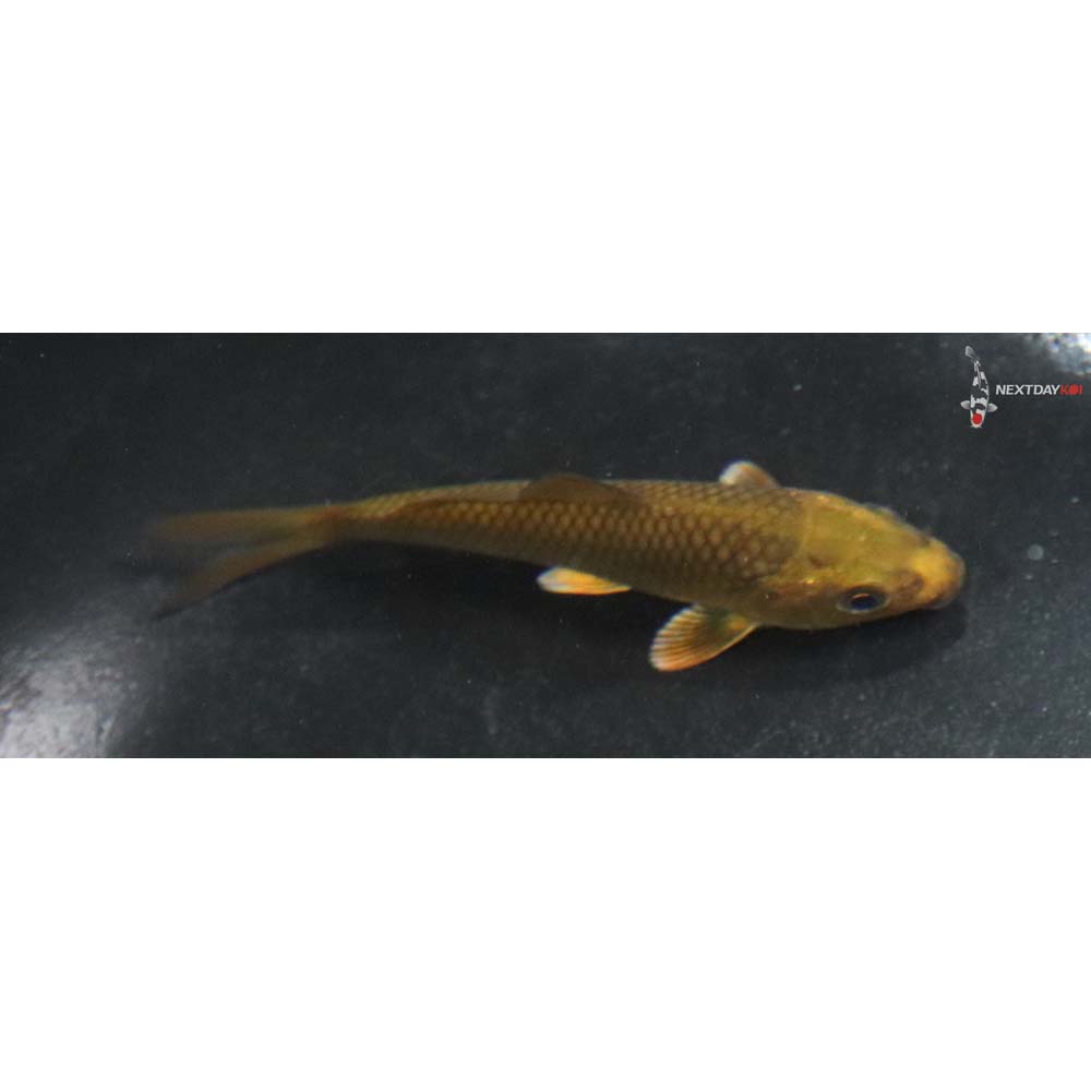 3.5” Imported Chagoi