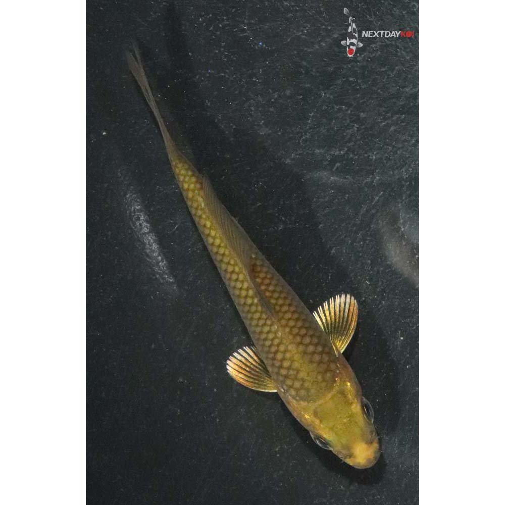 3.5” Imported Chagoi