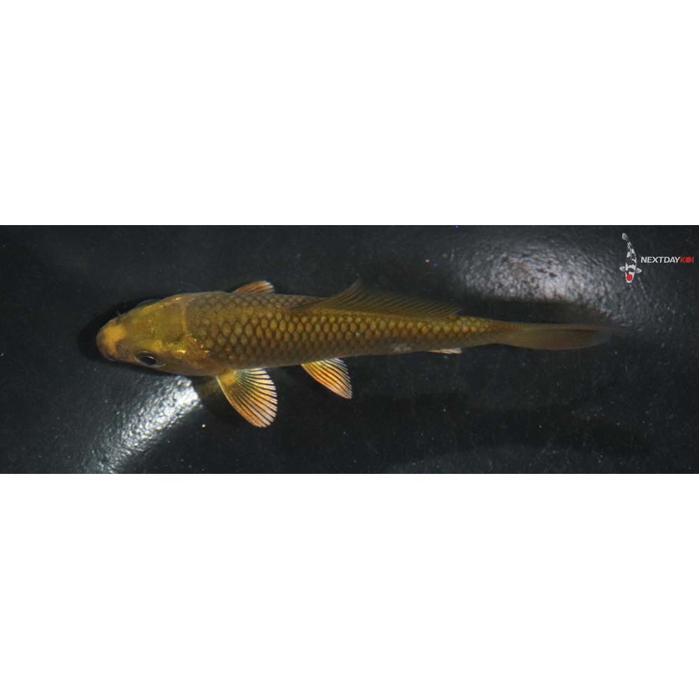 3.5” Imported Chagoi