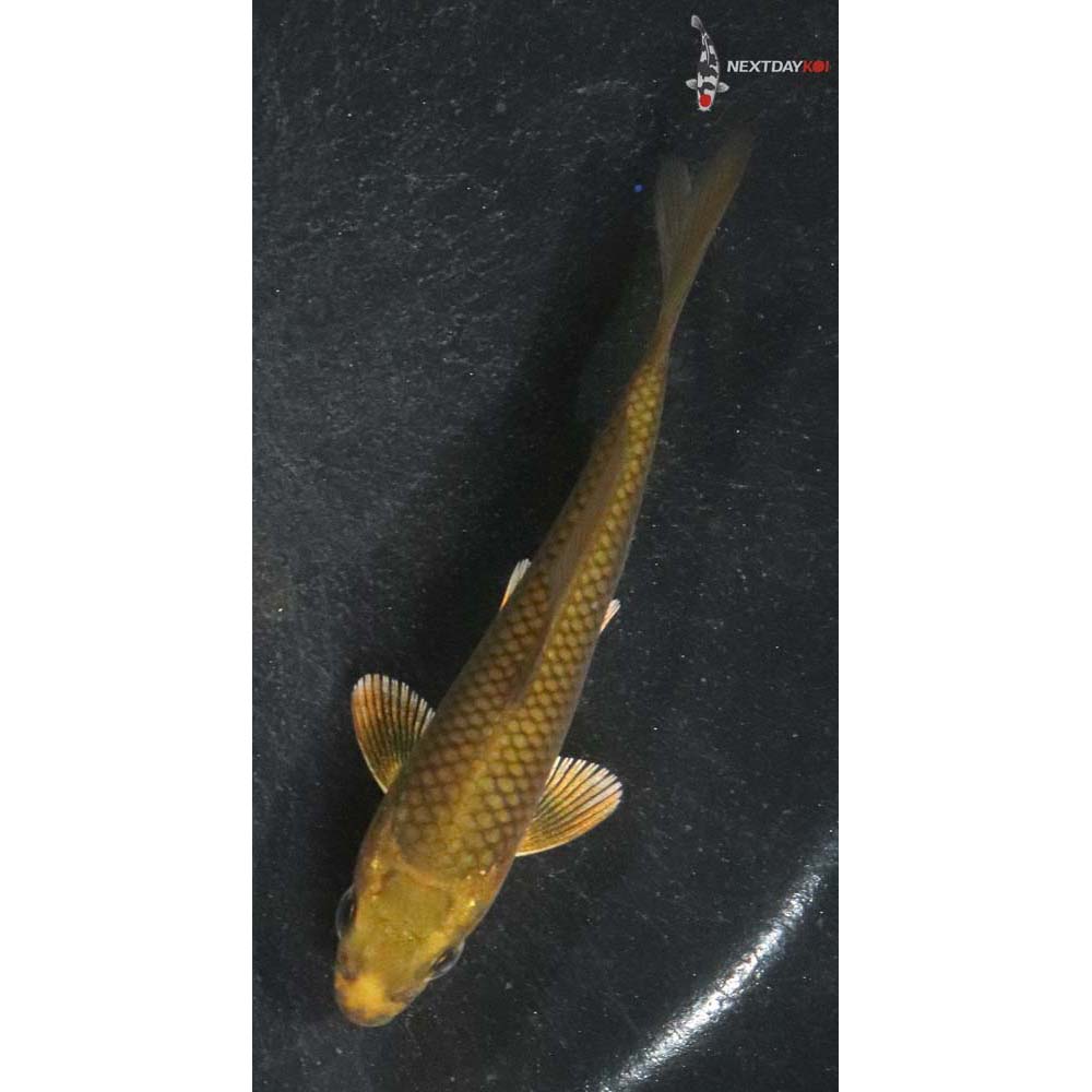 3.5” Imported Chagoi