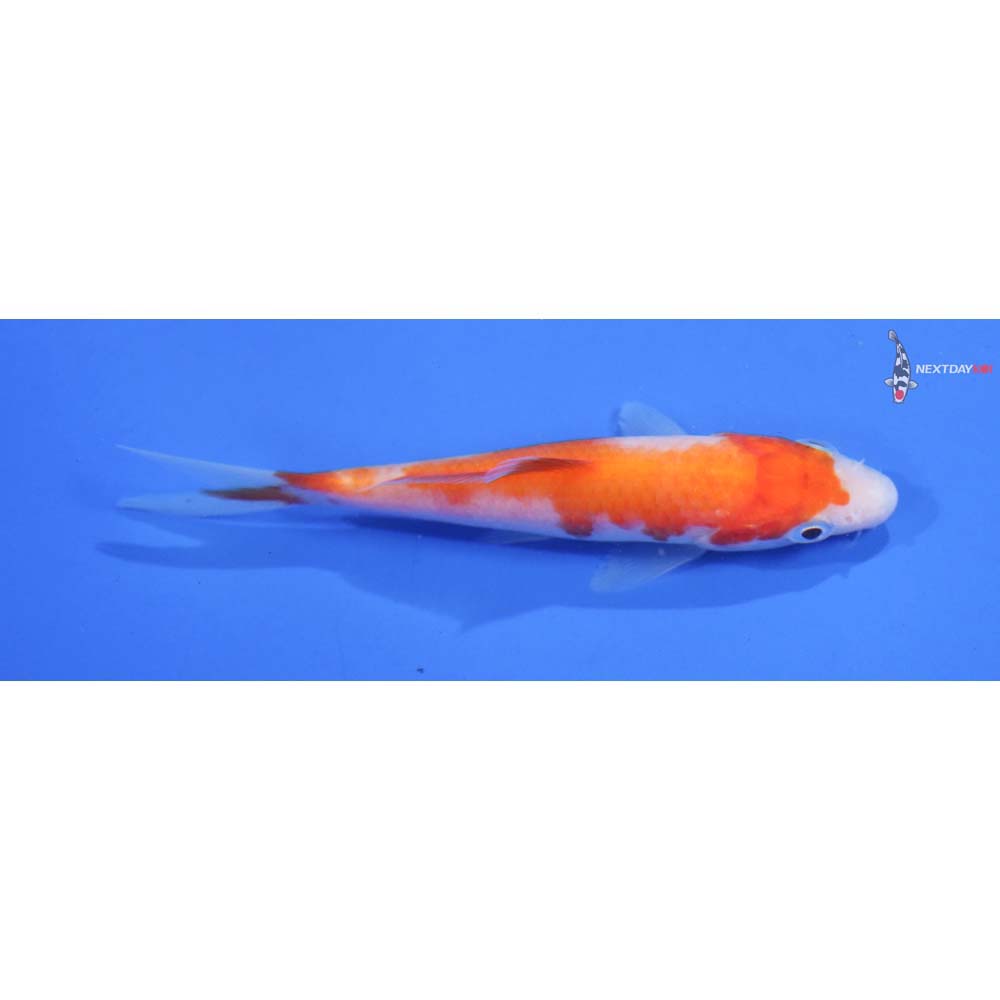4” Imported Kohaku