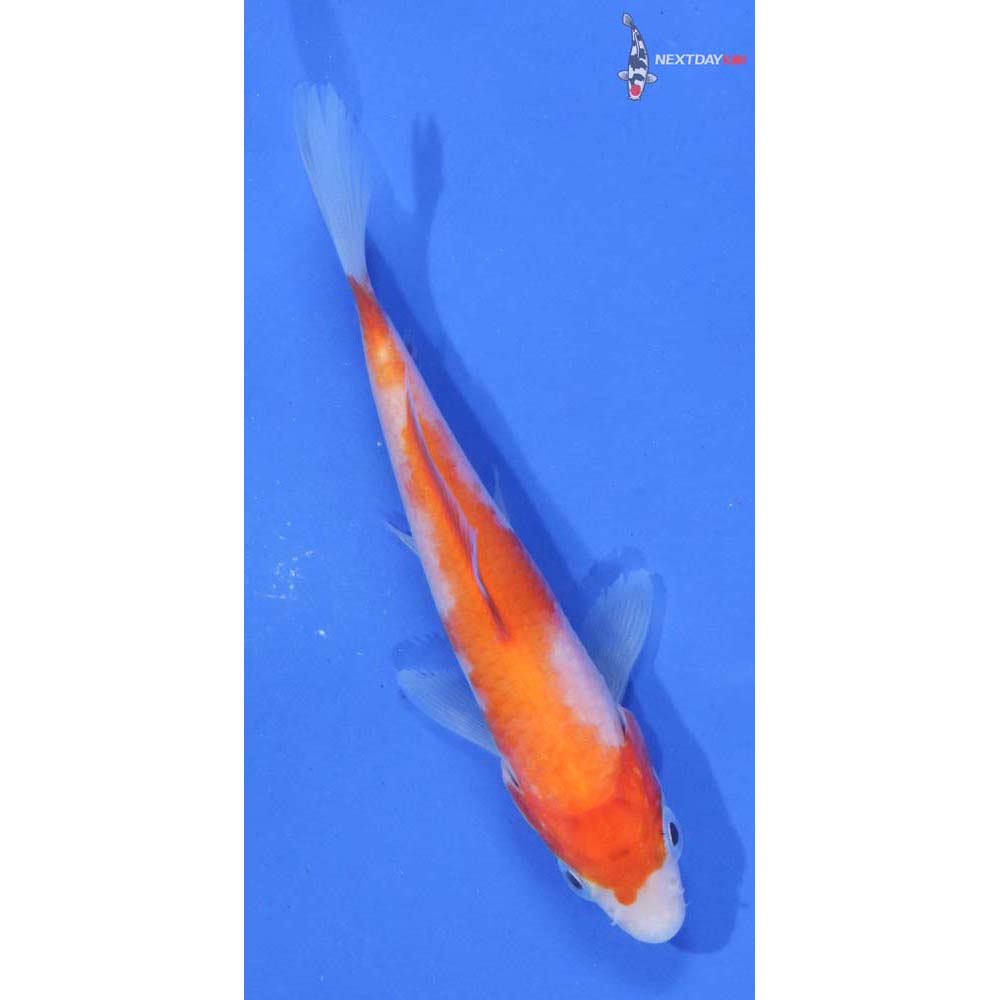 4” Imported Kohaku