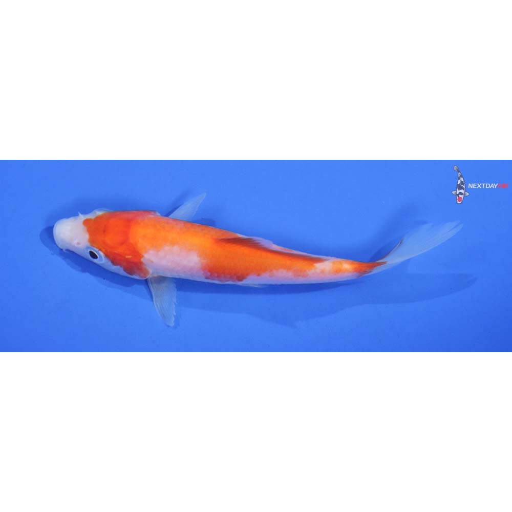 4” Imported Kohaku