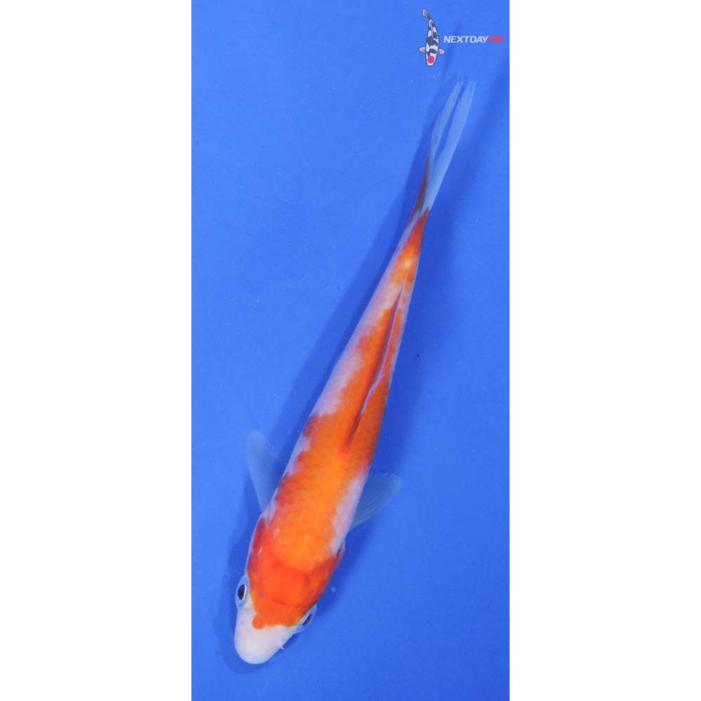 4” Imported Kohaku