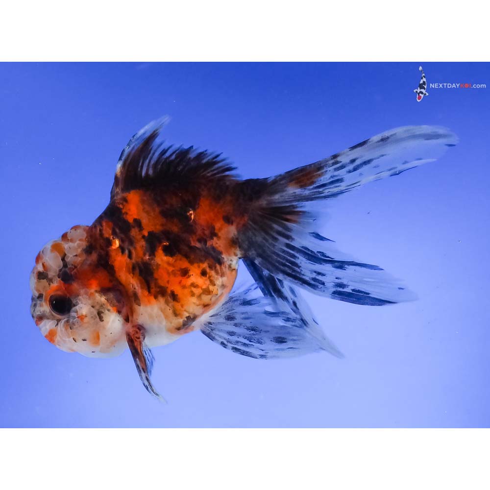 5” Imported Calico Oranda