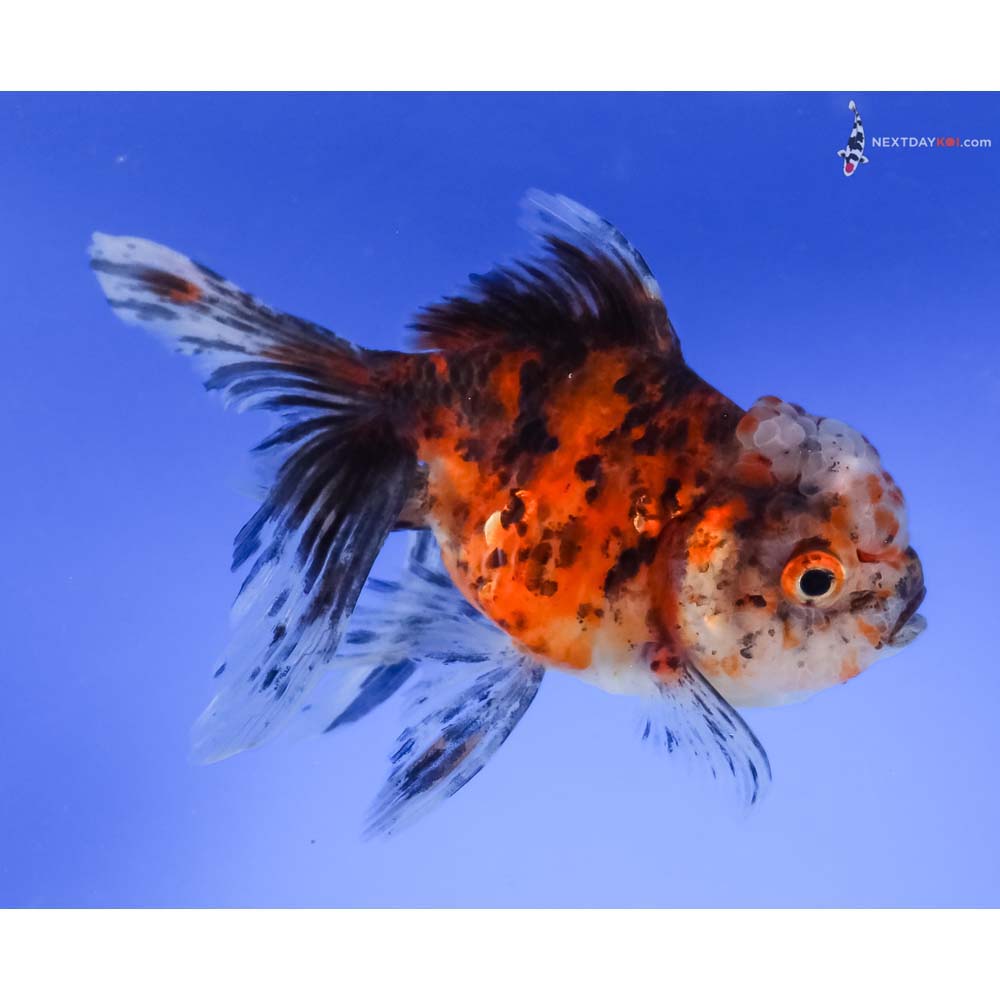 5” Imported Calico Oranda
