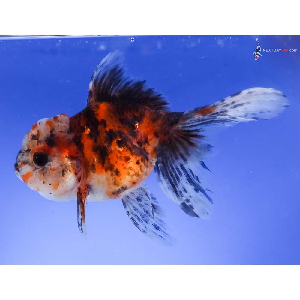 5” Imported Calico Oranda