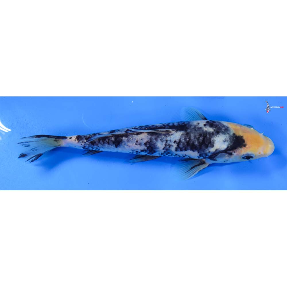 8” Imported Shiro Utsuri