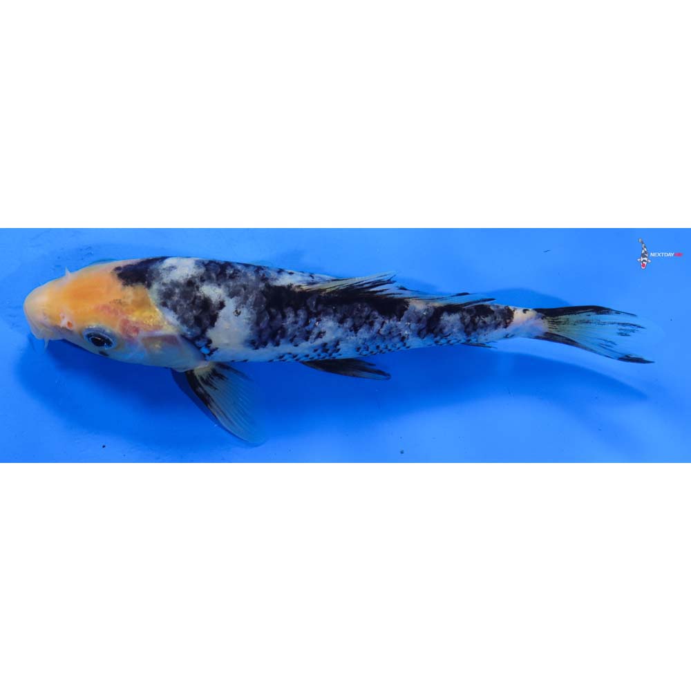 8” Imported Shiro Utsuri