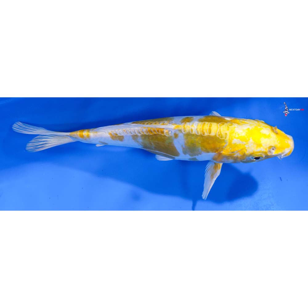 8.5” Imported Doitsu Lemon Hariwake