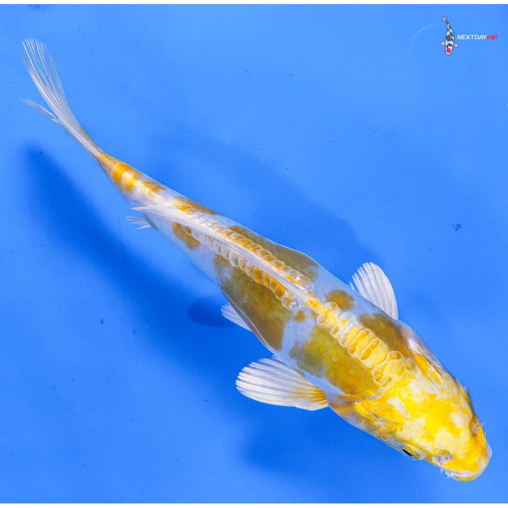 8.5” Imported Doitsu Lemon Hariwake