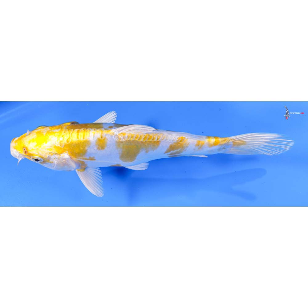 8.5” Imported Doitsu Lemon Hariwake
