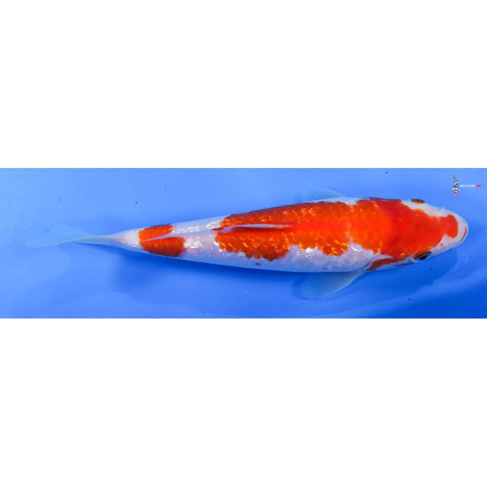 7.5” Imported Gin Rin Kohaku